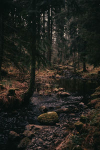 Trees growing in forest