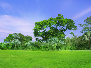 Trees on field against sky