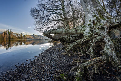 Scenic view of lake in forest against sky