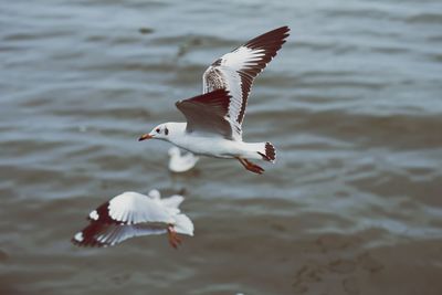 Seagulls flying over water