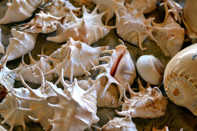High angle view of seashells in sea