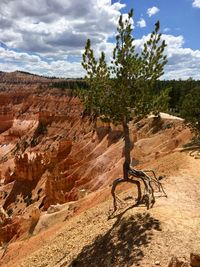 Tree on rock formation against sky