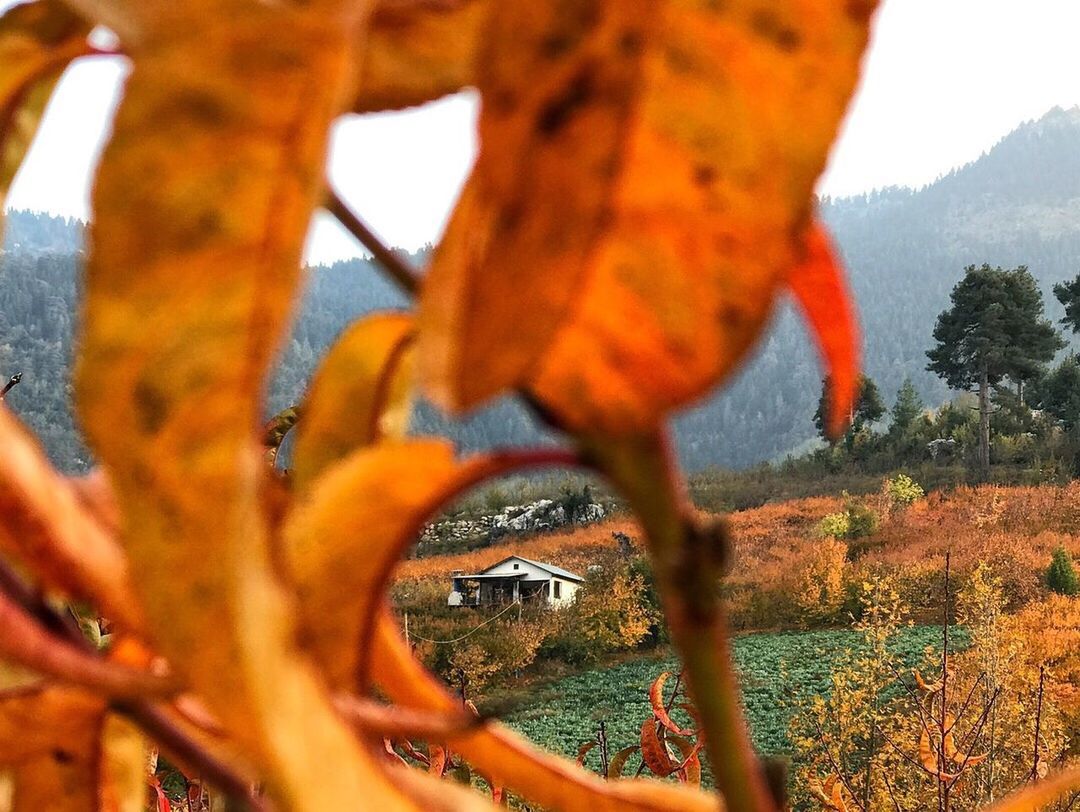 CLOSE-UP OF ORANGE TREE BY GRASS