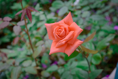 Close-up of pink rose