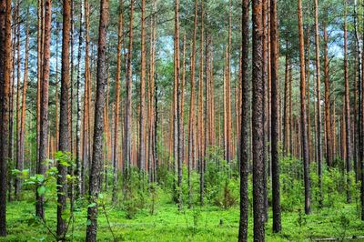 Pine trees in forest