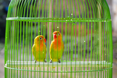 Close-up of parrot perching in cage