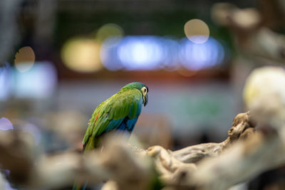 Close-up of parrot perching on tree