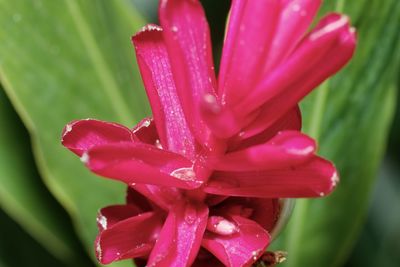 Close-up of wet pink flower