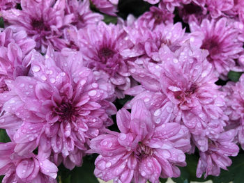 Close-up of wet pink flowers