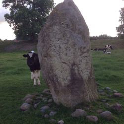 Sheep grazing on field