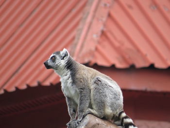 Side view of lemur looking away while sitting outside house