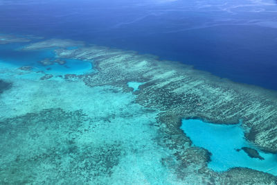 Fish swimming in sea