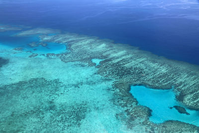 Fish swimming in sea