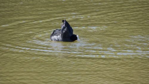 Duck swimming in lake