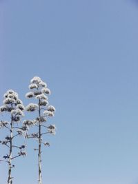 Low angle view of trees against clear blue sky