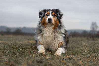 Dog looking away on field