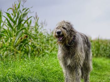 Dog on field against sky