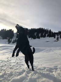 Dog on snow covered land