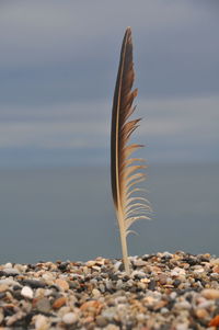 Close-up of feather on rock at beach against sky