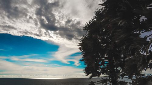 Low angle view of palm trees against sky