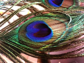 Close-up of multi colored feather