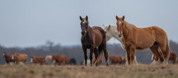 Horse standing on field