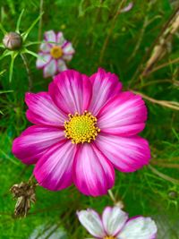 Close-up of pink flower