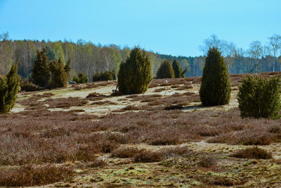 Trees on field against clear sky