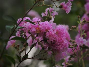 Close-up of pink cherry blossom