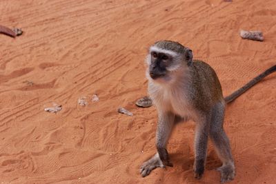 Portrait of monkey on sand