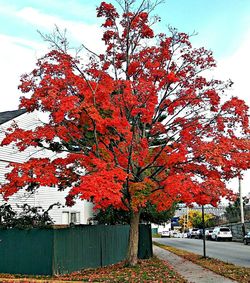 Autumn tree by plants in park against sky