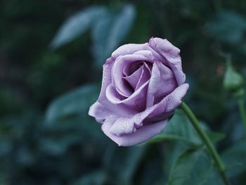 Close-up of pink rose