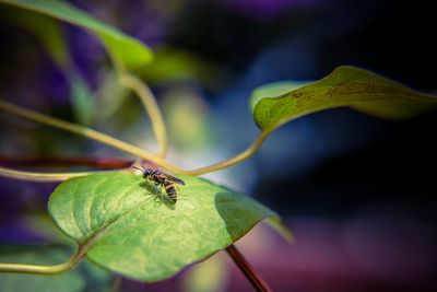 Close-up of insect on plant