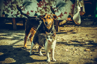 Dog standing on land