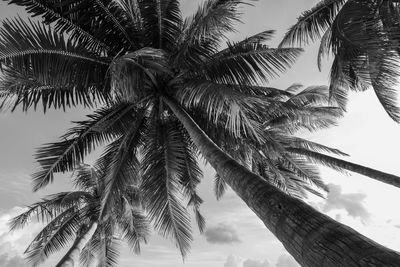 Low angle view of palm tree against sky