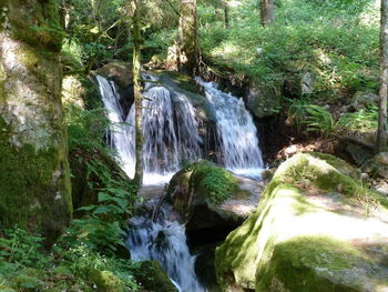 Scenic view of waterfall in forest