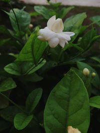 Close-up of white flowering plant