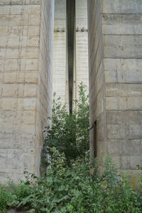 Plants growing by old building