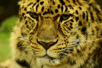 Close-up portrait of a leopard