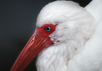 Close-up of a bird