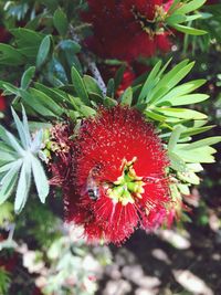 Close-up of red flower