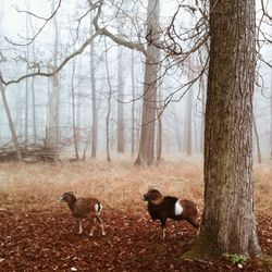 Bare trees in forest