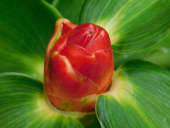 Close-up of strawberry