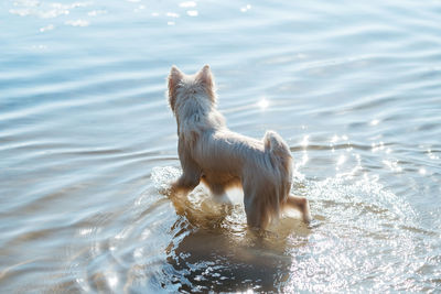 Snow-white dog breed japanese spitz walking in the lake water, sunlight blinks on the surface