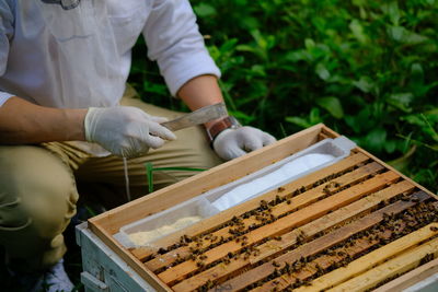 Honeycomb with bees and honey. man holding huge honeycomb in his hand with a lot of bees on it.