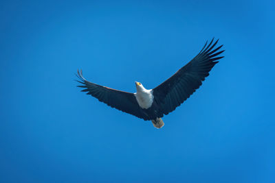 African fish eagle gliding through blue sky