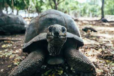 Close-up of large tortoise on prison island in zanzibar, tanzania.
