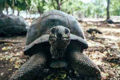 Giant sea turtles on prison island off stone town,  zanzibar.