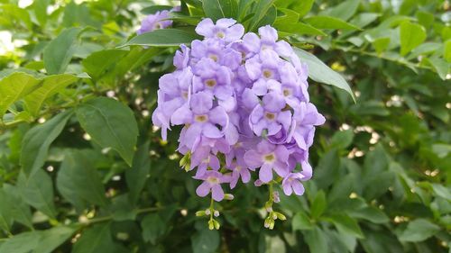 Close-up of purple flowering plant