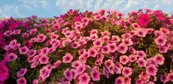 Close-up of pink flowering plants